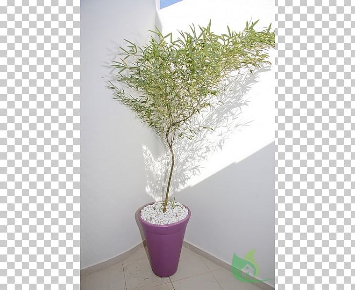 Tropical Woody Bamboos Phyllostachys Edulis Garden Ornamental Plant Flowerpot PNG, Clipart, Branch, Dracena, Floriculture, Flowerpot, Food Drinks Free PNG Download