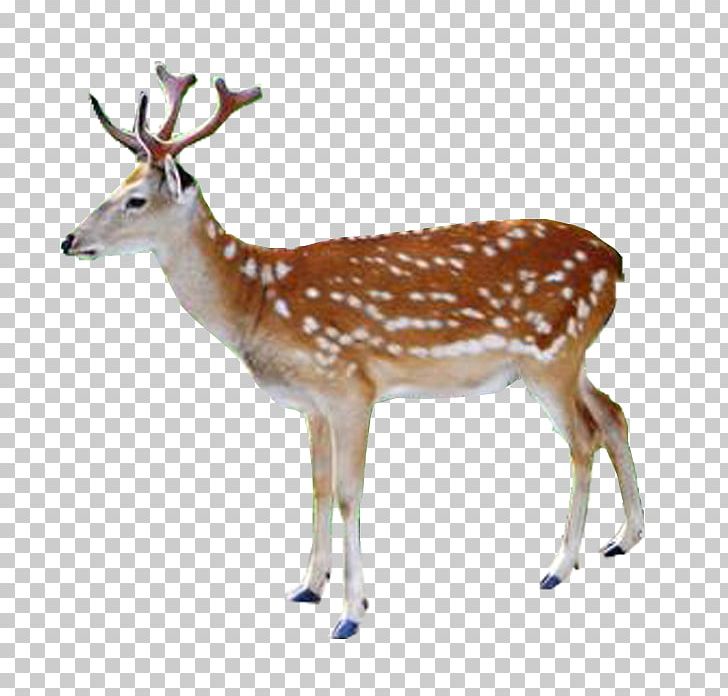 White-tailed Deer Red Deer Reindeer Elk PNG, Clipart, Animals, Chital, Christmas Deer, Creative, Creative Deer Free PNG Download