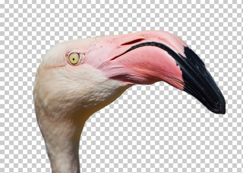 Flamingo PNG, Clipart, Beak, Biology, Birds, Closeup, Flamingo Free PNG Download