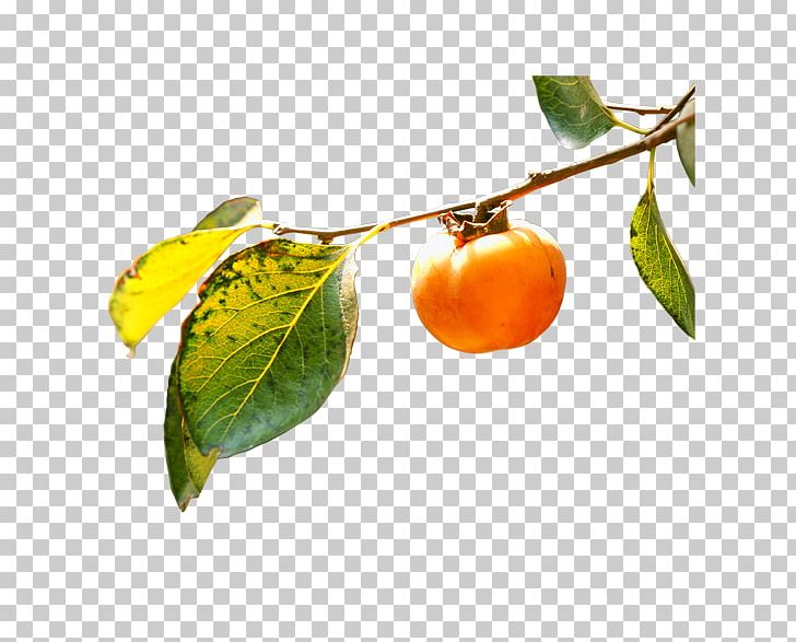 Persimmon Branch Fruit Leaf PNG, Clipart, Bitter Orange, Branches, Citrus, Diospyros, Download Free PNG Download