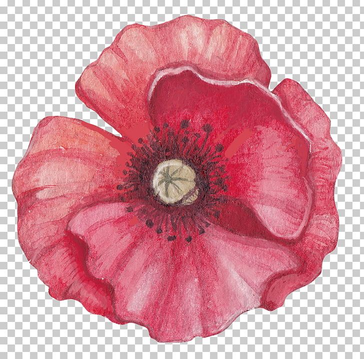 Stock Photography Illustration Getty S PNG, Clipart, Coquelicot, Depositphotos, Flower, Flowering Plant, Getty Images Free PNG Download
