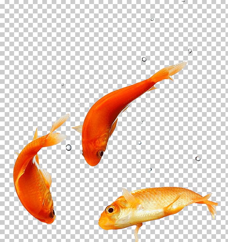Desktop Goldfish Puppy High-definition Video PNG, Clipart, 1080p, Animals, App, Bony Fish, Cuteness Free PNG Download