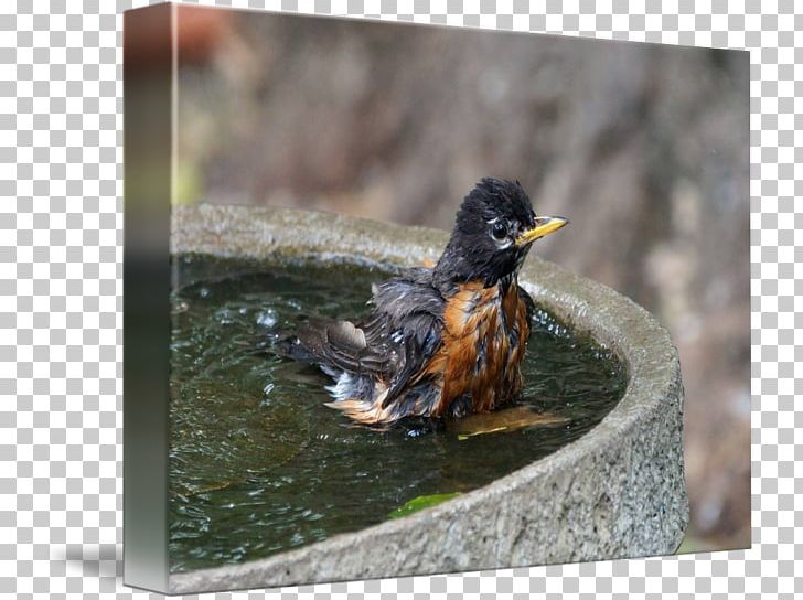 Duck Fauna Beak PNG, Clipart, Beak, Bird, Bird Bath, Duck, Fauna Free PNG Download