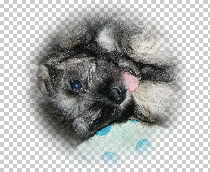 Dog Breed Keeshond Puppy Miniature Schnauzer Companion Dog PNG, Clipart, Album, All Rights Reserved, Animals, Breed, Carnivoran Free PNG Download