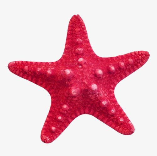 Red Starfish PNG, Clipart, Creative, Creative Starfish, Red, Red Clipart, Starfish Free PNG Download