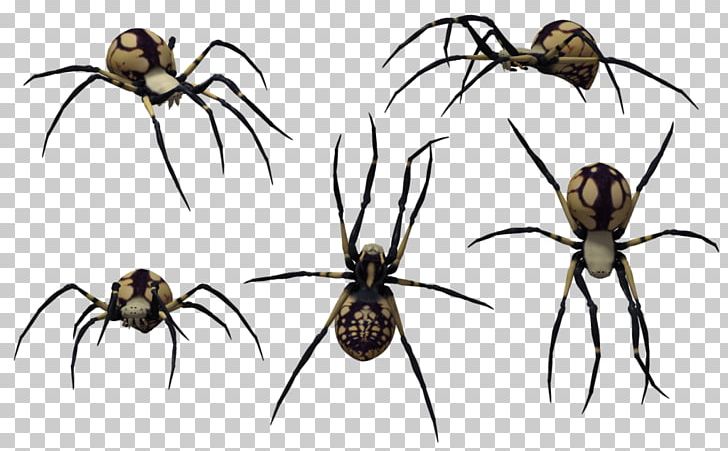 Redback Spider Southern Black Widow Spider Web PNG, Clipart, Arachnid, Araneus, Arthropod, Black Widow Spider Art, Drawing Free PNG Download