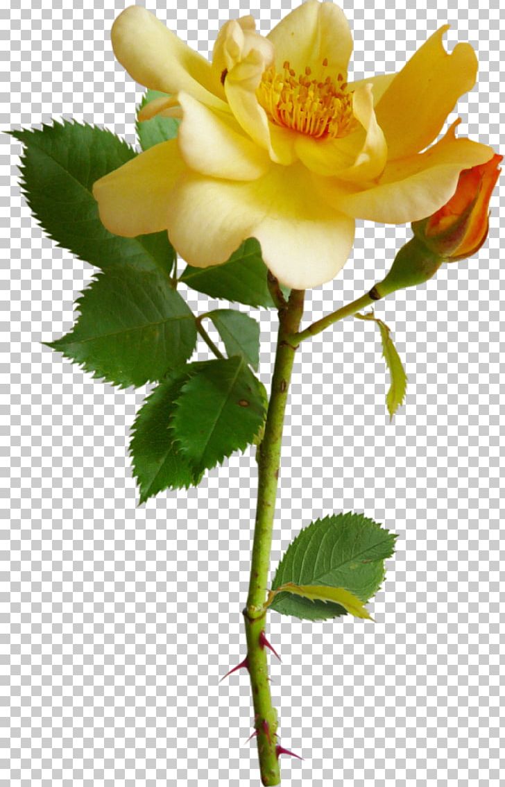 Garden Roses Rosa Chinensis Flower PNG, Clipart, Bud, Color, Cut Flowers, Flower, Flower Garden Free PNG Download