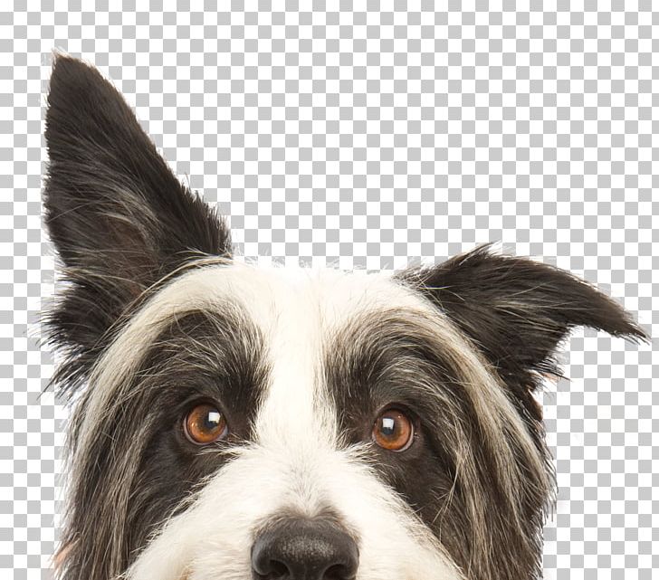 Mesahaus Dog Training Facility Pet Cat Animal Shelter PNG, Clipart, Animal, Animal Rescue Group, Animals, Animal Shelter, Border Collie Free PNG Download