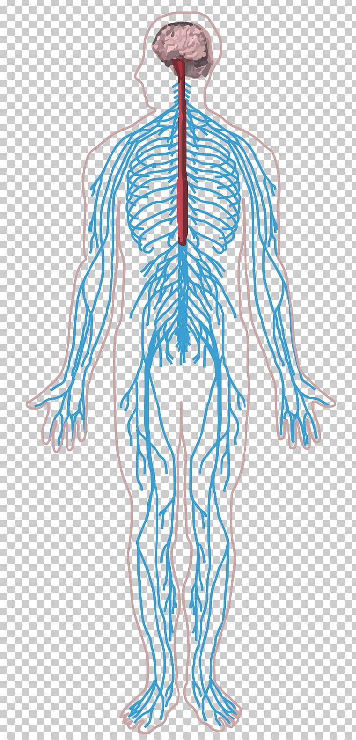 Peripheral Nervous System Nerve Human Body Central Nervous System PNG, Clipart, Abdomen, Arm, Art, Back, Blood Vessel Free PNG Download