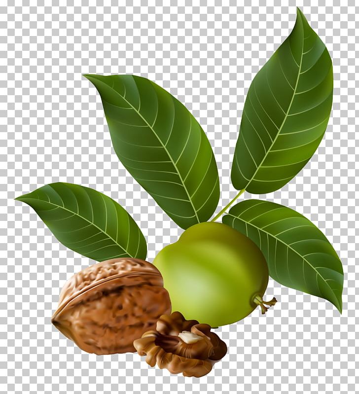 Walnut Nucule PNG, Clipart, Clip Art, Clipart, Dried Fruit, Drupe, Eastern Black Walnut Free PNG Download