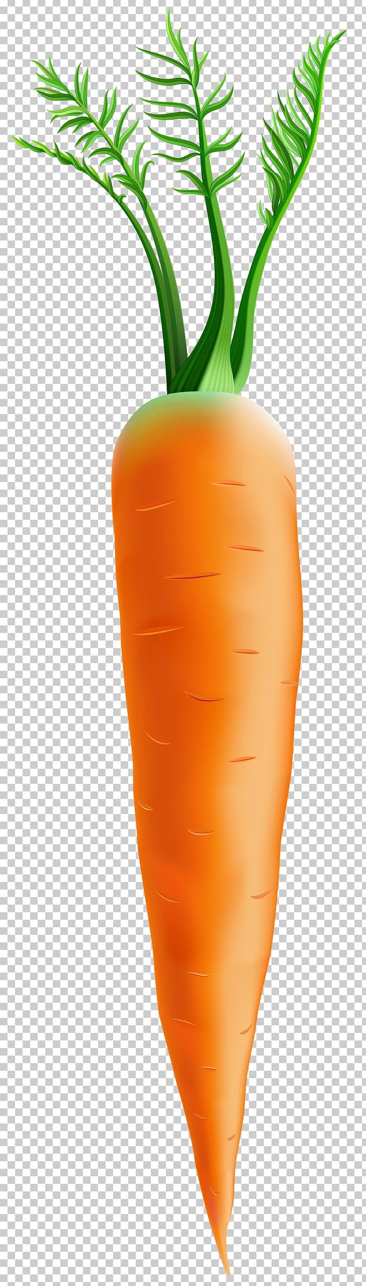 Carrot Orange Flowerpot PNG, Clipart, Carrot, Carrot Orange, Clipart, Clip Art, Flowerpot Free PNG Download