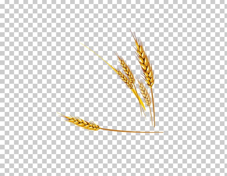 Emmer Einkorn Wheat Euclidean PNG, Clipart, Cartoon Wheat, Cereal, Cereal Germ, Commodity, Download Free PNG Download