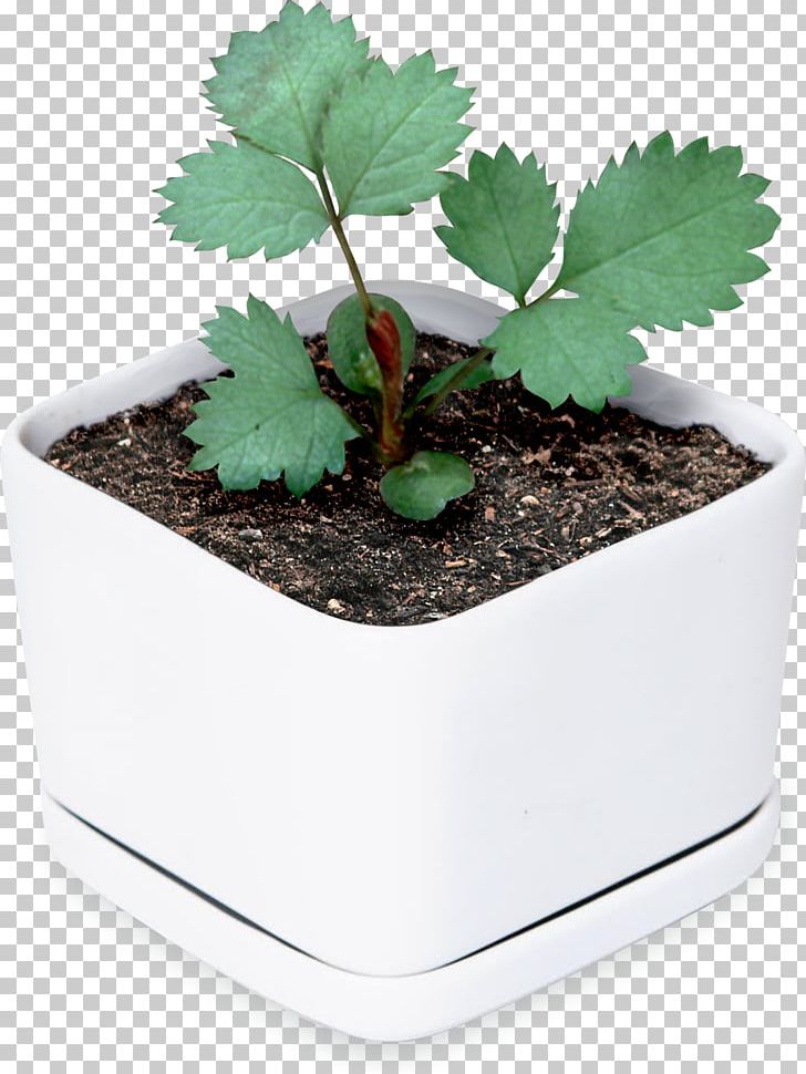 Flowerpot Leaf Houseplant Tree Herb PNG, Clipart, Flowerpot, Herb, Houseplant, Leaf, Plant Free PNG Download