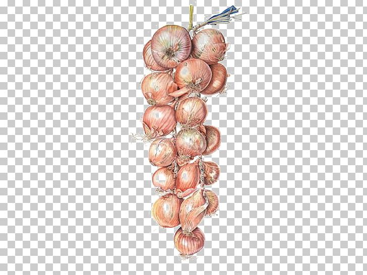 Watercolor Painting Onion Illustration PNG, Clipart, Botanical Illustration, Button, Cartoon, Cartoon Onion, Food Free PNG Download