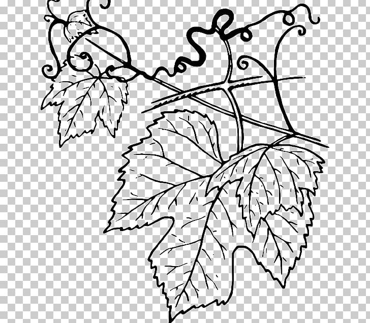 Common Grape Vine Grape Leaves PNG, Clipart, Art, Black And White, Branch, Common Grape Vine, Computer Icons Free PNG Download