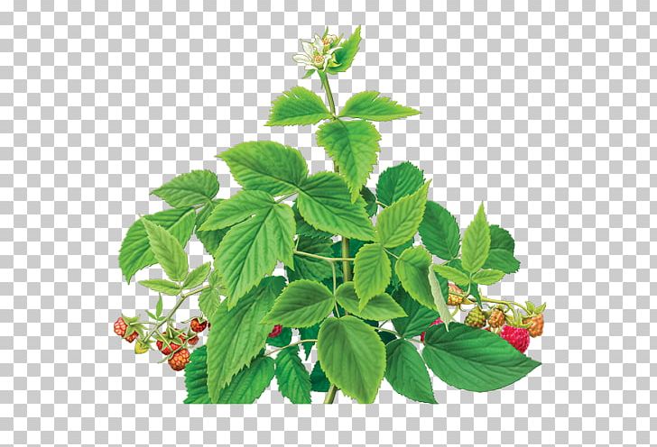Herbal Tea Red Raspberry Leaf Green Tea PNG, Clipart, Caffeine, Flowerpot, Food, Green Tea, Herb Free PNG Download