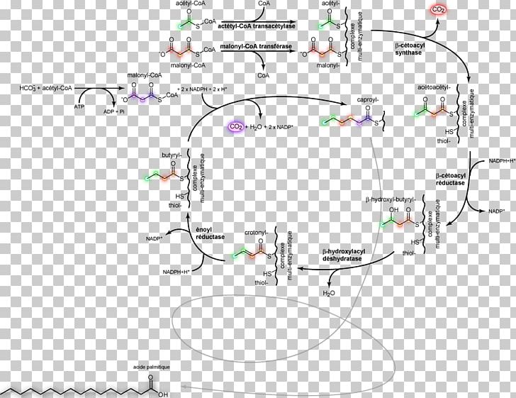 Lipogenesis Fatty Acid Synthesis Metabolism PNG, Clipart, Acid, Angle, Area, Biochemistry, Biosynthesis Free PNG Download
