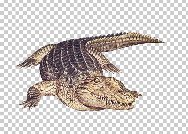 Nile Crocodile Alligator Amphibian Animal PNG, Clipart, 3d Animation, Alligator, Amphibian, Animal, Animals Free PNG Download