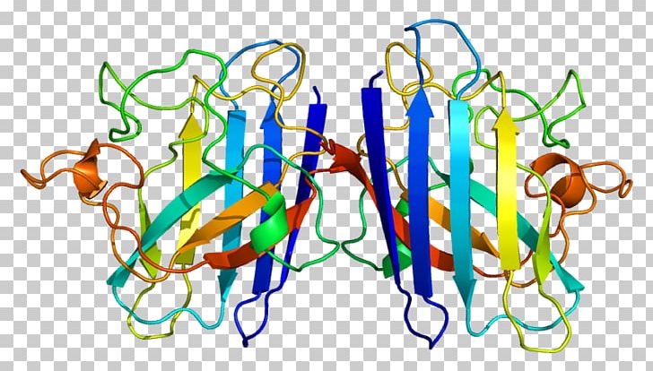 SOD1 TARDBP Amyotrophic Lateral Sclerosis Protein Superoxide Dismutase PNG, Clipart, Amyotrophic Lateral Sclerosis, Area, Cell, Disease, Line Free PNG Download