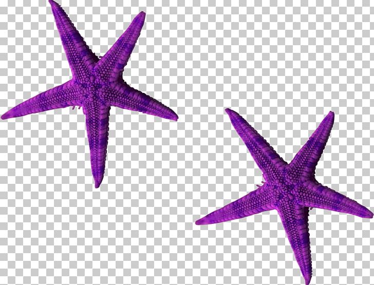 Starfish Purple Euclidean PNG, Clipart, Animals, Beautiful Starfish, Beauty, Beauty Salon, Creative Free PNG Download