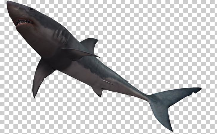 Bull Shark Great White Shark PNG, Clipart, Art, Bull Shark, Cartilaginous Fish, Dolphin, Fauna Free PNG Download