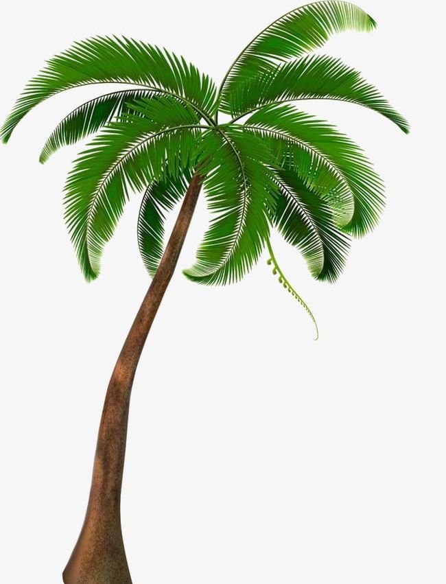 Coconut Tree PNG, Clipart, Coconut, Coconut Clipart, Coconut Clipart, Coconut Tree, Tree Free PNG Download