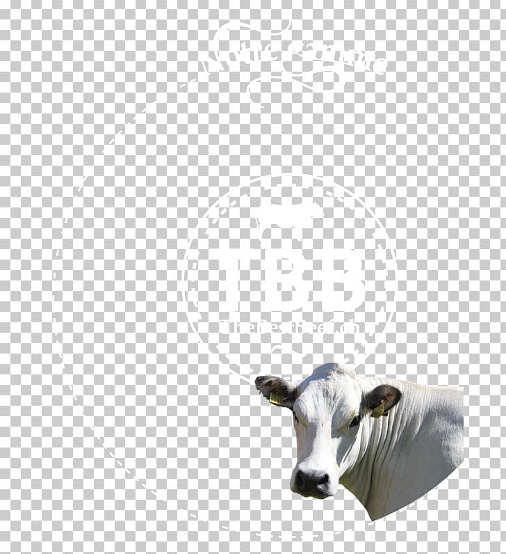 Dairy Cattle Snout PNG, Clipart, Cattle, Cattle Like Mammal, Cow Goat Family, Dairy, Dairy Cattle Free PNG Download