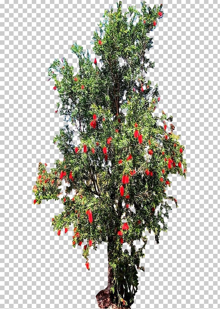 Melaleuca Viminalis Tree Shrub Holly Evergreen PNG, Clipart, Aquifoliaceae, Aquifoliales, Bottlebrushes, Branch, Christmas Free PNG Download