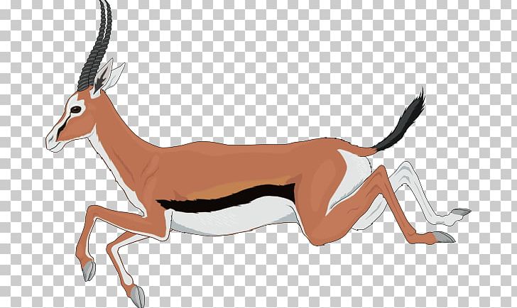 Antelope Gazelle Springbok PNG, Clipart, Antelope Clipart, Carnivoran, Cartoon, Computer Icons, Deer Free PNG Download