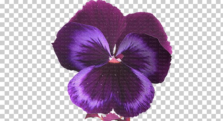 Flower PNG, Clipart, Download, Fleur, Flower, Flowering Plant, Kaz Free PNG Download