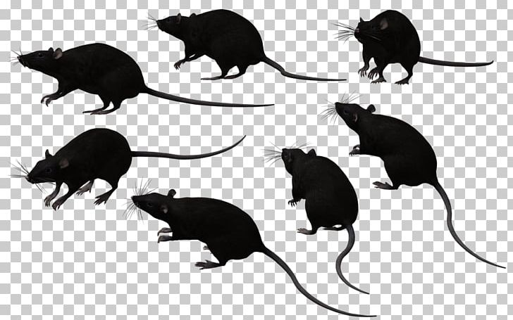 Murids Mouse Black Rat Rodent PNG, Clipart, Animal, Animals, Black, Black And White, Black Rat Free PNG Download