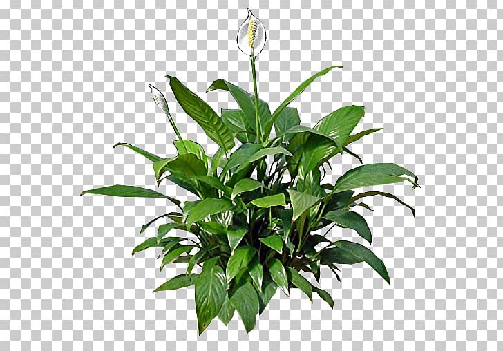 Peace Lily Houseplant Flower Lilium Candidum PNG, Clipart, Chlorophytum Comosum, Color, Dumb Canes, Easter Lily, Elm Free PNG Download