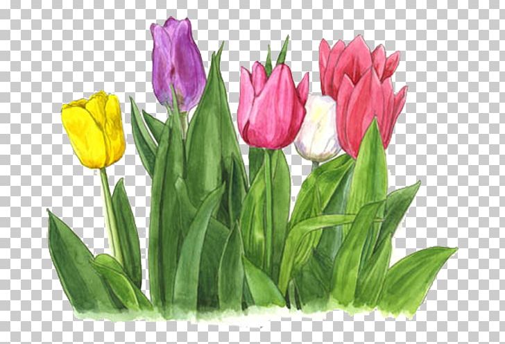 Tonami Tulipa Gesneriana Cut Flowers Fasciolaria Tulipa PNG, Clipart, Color, Color Pencil, Colors, Color Smoke, Color Splash Free PNG Download