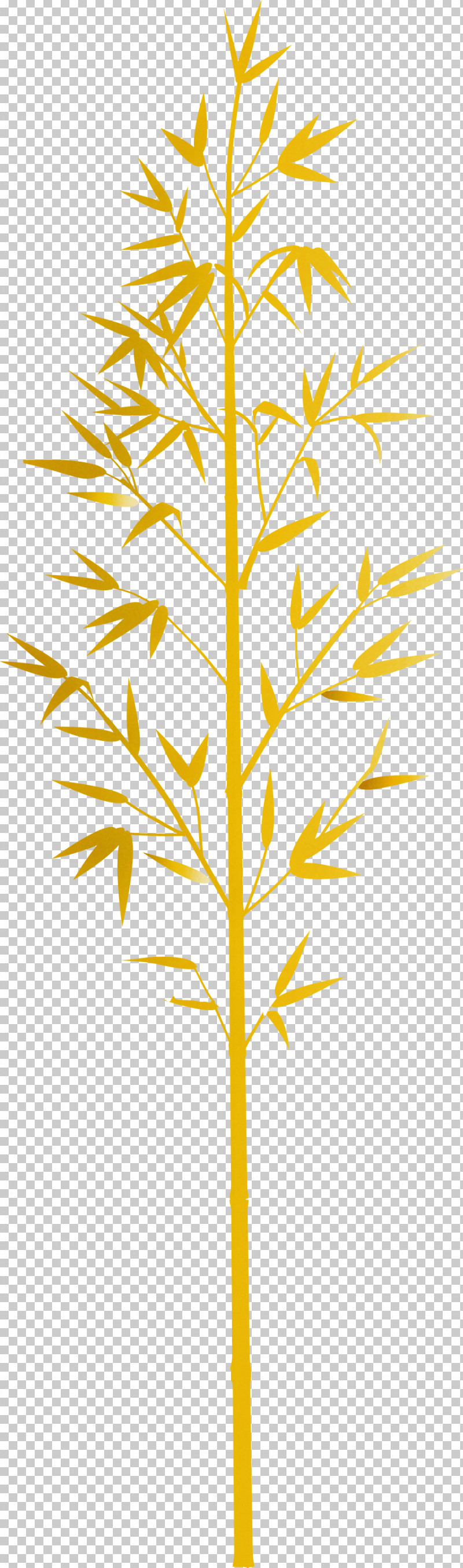 Bamboo Leaf PNG, Clipart, American Larch, Bamboo, Branch, Grass, Grass Family Free PNG Download