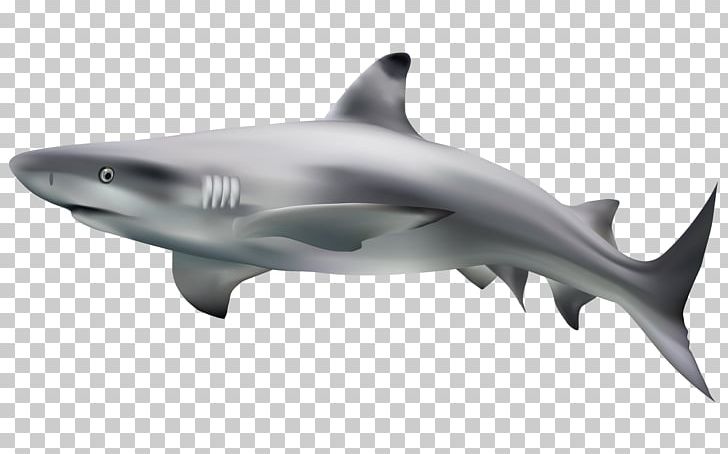 Great White Shark PNG, Clipart, Animal, Animals, Bull Shark, Cartoon, Fauna Free PNG Download
