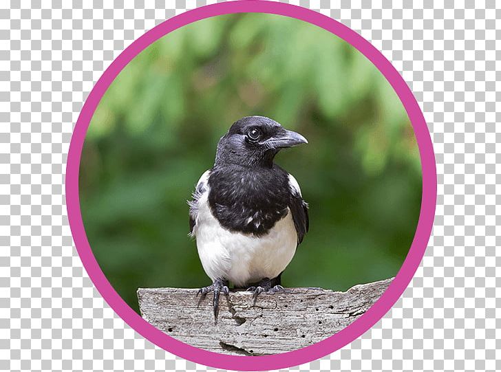 Magpie American Sparrows Fauna Beak PNG, Clipart, American Sparrows, Beak, Bird, Crow Like Bird, Emberizidae Free PNG Download