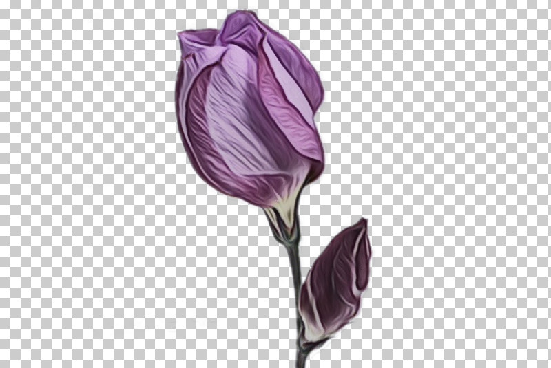 Flower Purple Plant Violet Bud PNG, Clipart, Anthurium, Arum Family, Bud, Cut Flowers, Flower Free PNG Download