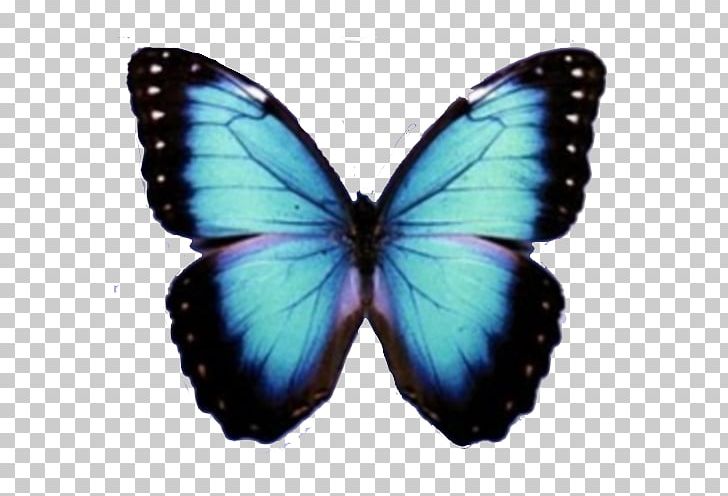 Butterfly Computer Icons PNG, Clipart, Arthropod, Blue Butterfly, Brush Footed Butterfly, Butterflies And Moths, Butterfly Free PNG Download
