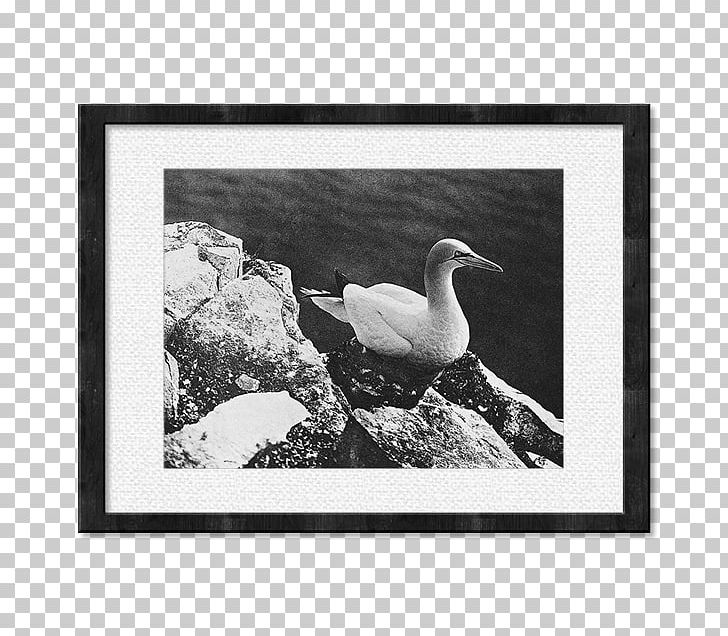 J. Paul Getty Museum Photographer Art Frames PNG, Clipart, Art, Beak, Bird, Black And White, Duck Free PNG Download