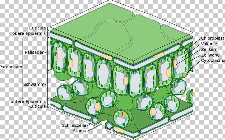 Palisade Cell Leaf Photosynthesis Function Tissue PNG, Clipart, Anatomy, Aquatic Plants, Area, Cell, Chloroplast Free PNG Download