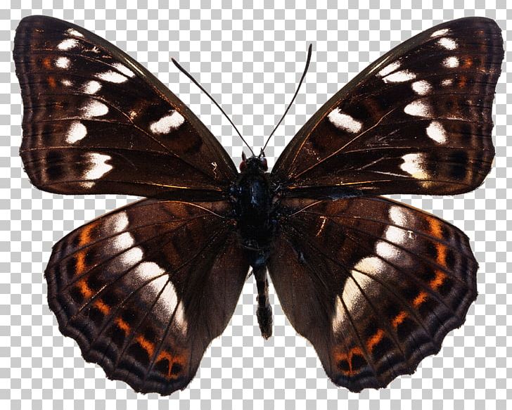 Swallowtail Butterfly Large Grizzled Skipper Neptis Pryeri PNG, Clipart, Brush Footed Butterfly, Insect, Insects, Invertebrate, Lycaenid Free PNG Download
