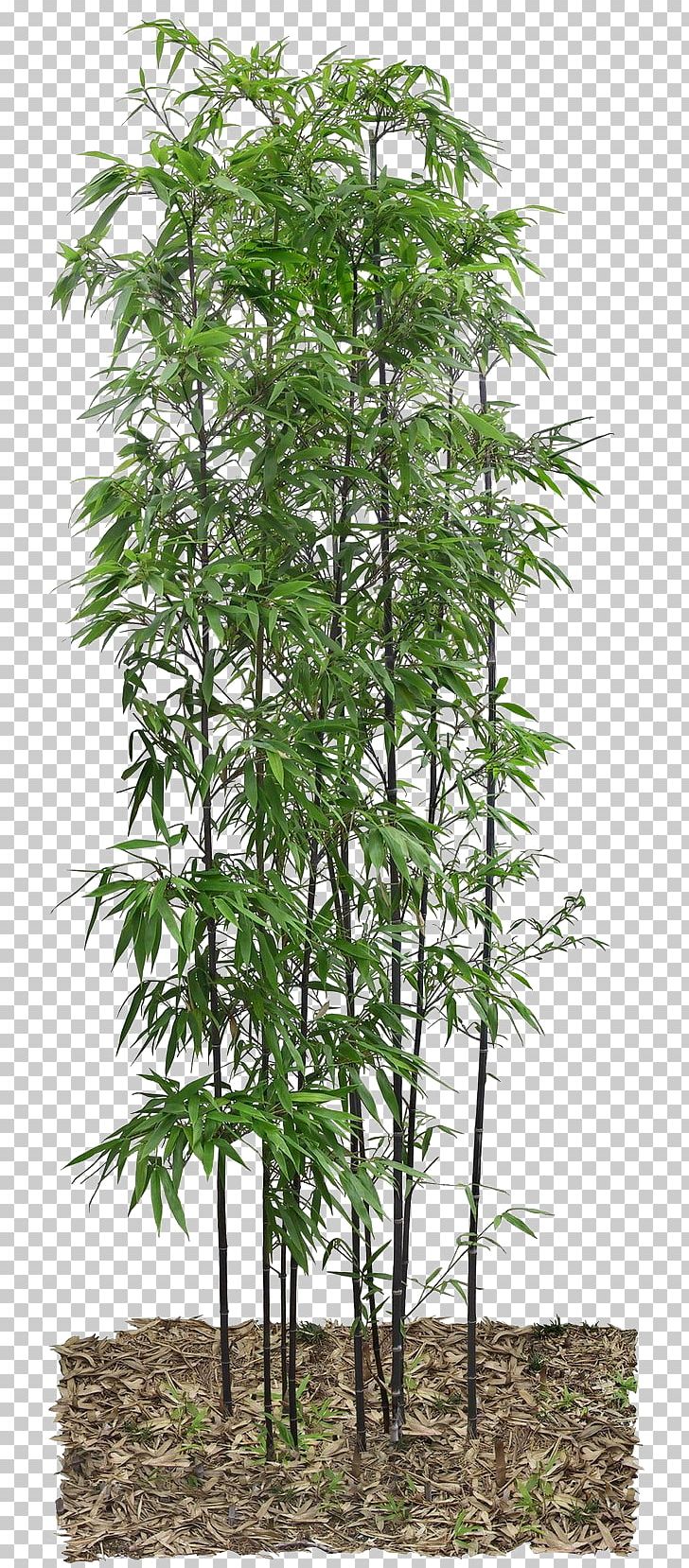 Bamboo PNG, Clipart, 3d Computer Graphics, Autumn Leaves, Bamboo Forest, Banana Leaves, Branch Free PNG Download