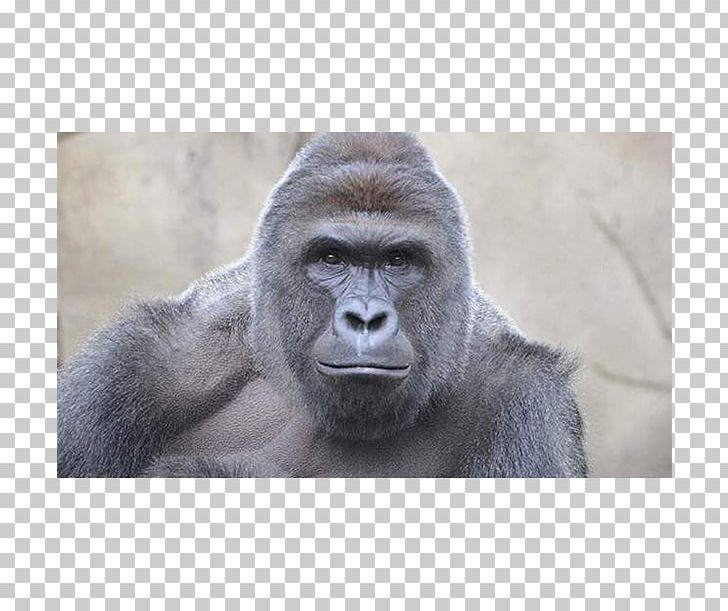 Cincinnati Zoo And Botanical Garden Gorilla Killing Of Harambe Ape PNG, Clipart, Animal, Animals, Ape, Bye Felicia, Captive Breeding Free PNG Download