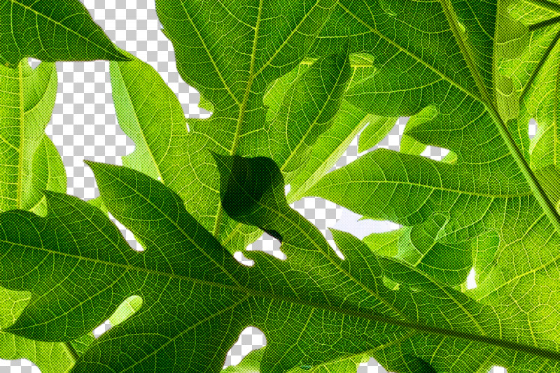 Leaf Tree Fruit Biology Plant Structure PNG, Clipart, Biology, Fruit, Leaf, Plants, Plant Structure Free PNG Download
