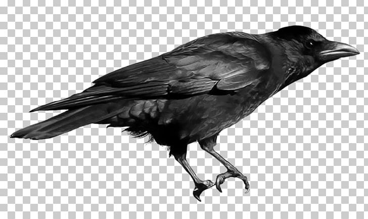 Crows PNG, Clipart, American Crow, Animallover, Animals, Beak, Bird Free PNG Download