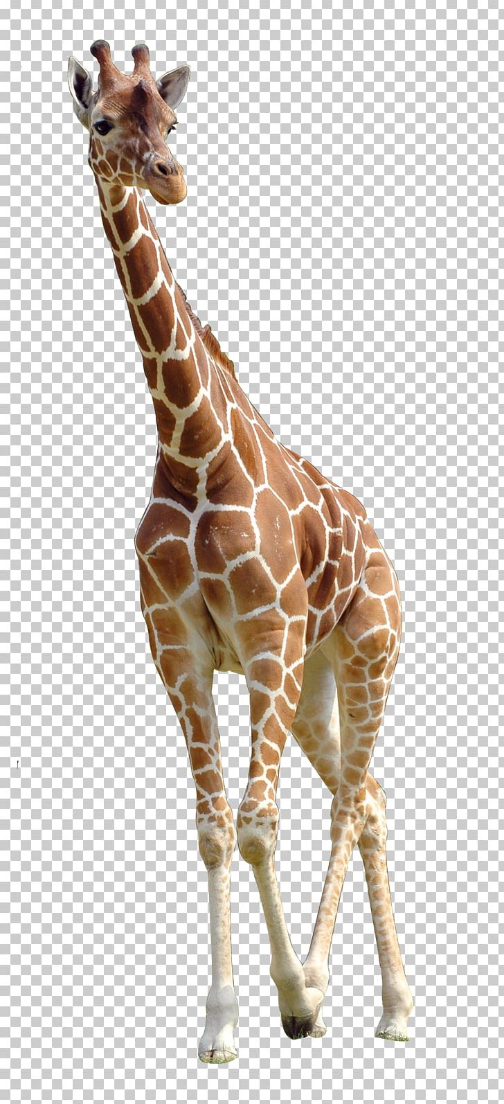 Northern Giraffe PNG, Clipart, Animal, Animals, Application Software, Cartoon Giraffe, Cute Giraffe Free PNG Download