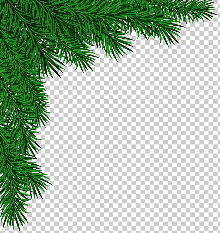 Pine Fir Spruce Christmas Tree PNG, Clipart, Arecales, Branch, Christmas, Christmas Decoration, Christmas Ornament Free PNG Download
