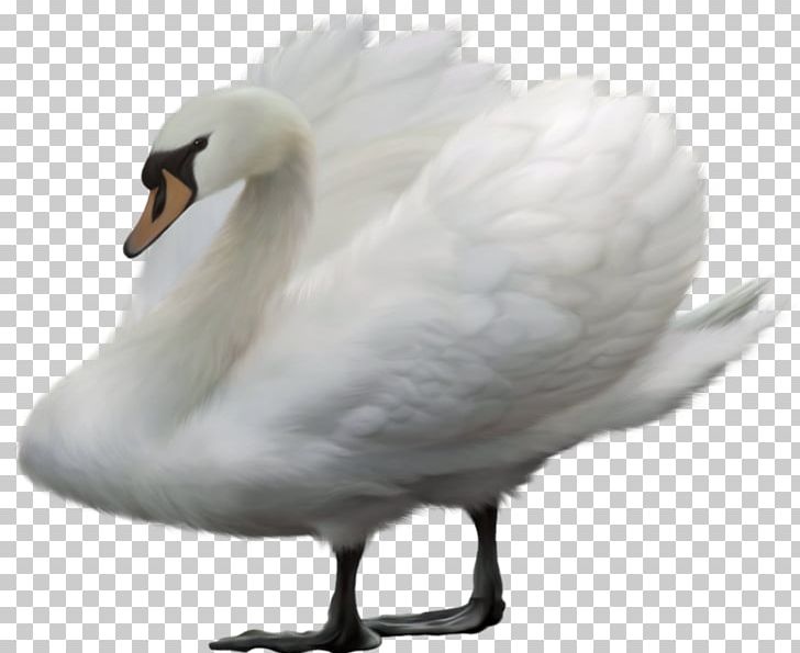 Bird Swan Goose Mute Swan Duck PNG, Clipart, Anatidae, Animal, Animals, Beak, Bird Free PNG Download