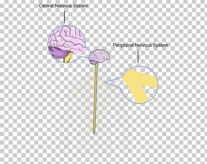 Brain Central Nervous System Peripheral Nervous System Structure And Function Of The Nervous System PNG, Clipart, Angle, Biology, Central Nervous System, Communication, Diagram Free PNG Download