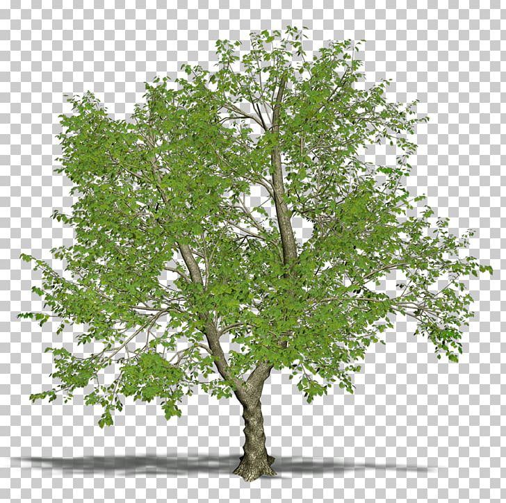 Branch Tree Green Ash PNG, Clipart, Ash, Branch, Deciduous, Elm, Forest Free PNG Download